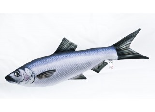 Gaby Sardine (Herring) / Sardina (haringa)